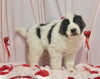 AKC Registered Newfoundland For Sale Millersburg OH Male-Elvis