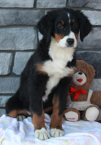 AKC Registered Bernese Mountain Dog For Sale Brinkhaven OH Female-Brooklyn