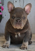 AKC Registered French Bulldog For Sale Millersburg OH -Female Suetta