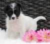 Jackapoo For Sale Apple Creek OH Female-Bella