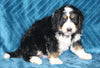 Mini Bernedoodle For Sale Dundee OH Male-Ace