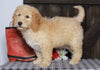 Mini F1BB Labradoodle For Sale Millersburg, OH Female- Zora