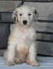 Mini Sheepadoodle For Sale Wooster OH -Male Duke