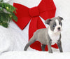 AKC Registered Boston Terrier For Sale Warsaw, OH Female- Eta