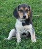 Beagle For Sale Sugarcreek OH Male-Snoopy