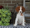 Medium F1BB Goldendoodle For Sale Millersburg OH Female-Dassie