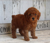 AKC Registered Toy Poodle For Sale Millersburg OH Female-Pearl