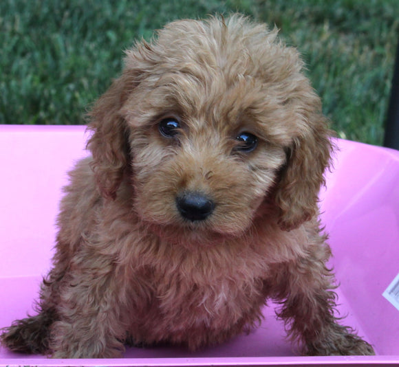 Mini Goldendoodle For Sale Millersburg OH Female-Petunia