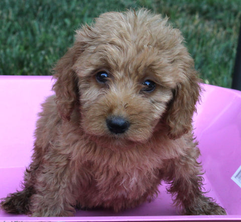 Mini Goldendoodle For Sale Millersburg OH Female-Petunia