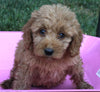 Mini Goldendoodle For Sale Millersburg OH Female-Petunia