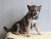 German Shepherd/ Siberian Husky Mix For Sale Millersburg, OH Female- Maggie