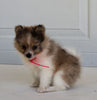 Pomeranian For Sale Fredericksburg OH Female-Destiny