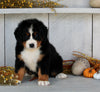 AKC Registered Bernese Moountain Dog For Sale Millersburg OH Female-Bonnie