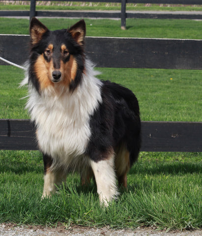 AKC Registered Collie Lassie For Sale Fredricksburg OH Female-Lana