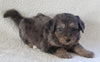 Bernedoodle For Sale Dundee OH Male-Ricky