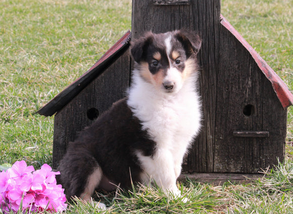 AKC Registered Collie (Lassie) For Sale Fredericksburg, OH Female- Mercedes