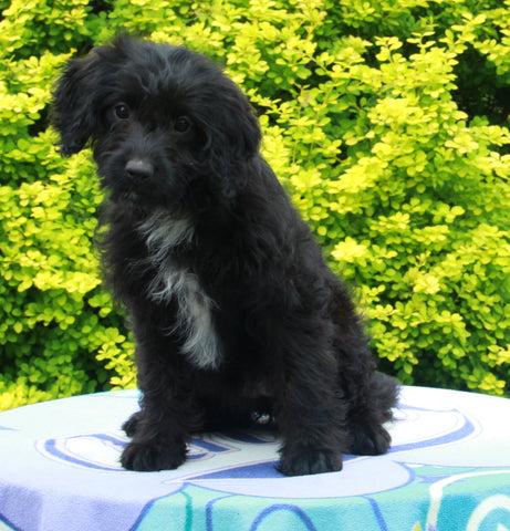 Mini Aussiedoodle For Sale Fresno OH Female-Melissa