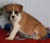 Boxer/Bulldog For Sale Fredericksburg OH Female-Kacie