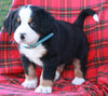 AKC Registered Bernese Mountain Dog For Sale Sugarcreek OH Male-Austin