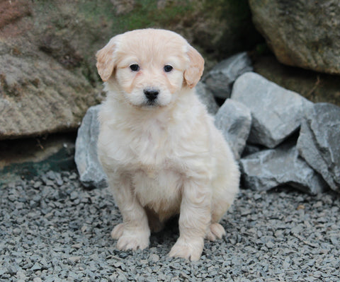 Mini Goldendoodle For Sale Millersburg, OH Female- Paisley