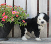 Mini Bernedoodle For Sale Sugarcreek OH Male-Shadow