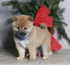 AKC Registered Shiba Inu For Sale Dundee OH Male-Toby