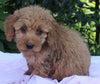 Mini Goldendoodle For Sale Millersburg OH Female-Petunia
