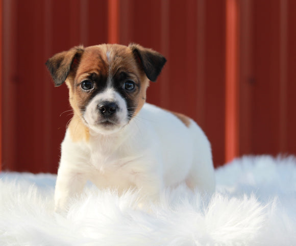 Jack Russell Terrier For Sale Fredericksburg, OH Male- Bruno