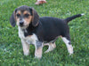 Beagle For Sale Sugarcreek OH Male-Snoopy