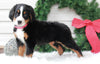 AKC Registered Bernese Mountain Dog For Sale Sugarcreek, OH Female- Sugar