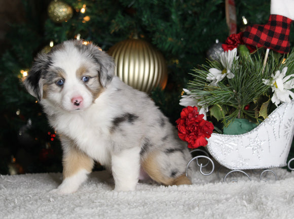 Mini Australian Shepherd For Sale Orrville OH Male-Rebel