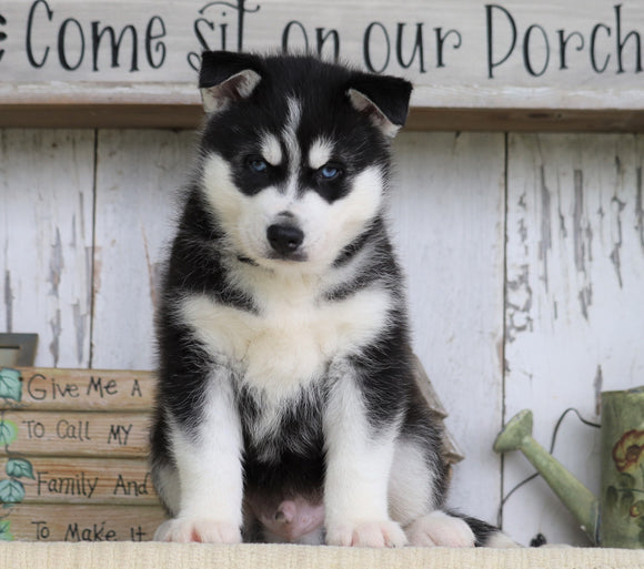 AKC Registered Siberian Husky For Sale Millersburg, OH Male- Jack