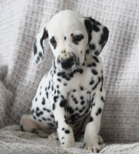 AKC Registered Dalmatian For Sale Wooster OH Female-Ali