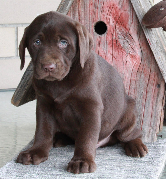 ACA Registered Labrador Retriever For Sale Sugarcreek OH Male-Bentley