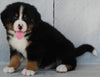 AKC Registered Bernese Mountain Dog For Sale Millersburg OH -Male Maverick