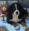 AKC Registered Bernese Mountain Dog For Sale Brinkhaven OH Male-Bullet