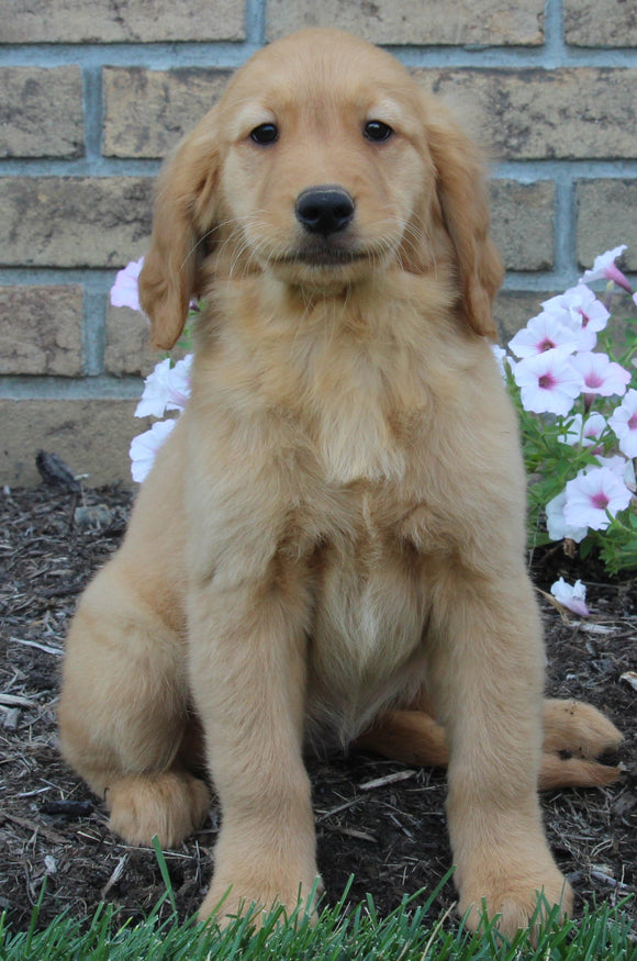 AKC Registered Golden Retriever For Sale Millersburg OH Female-Sally