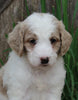 Medium F1BB Goldendoodle For Sale Millersburg OH Male-Duke