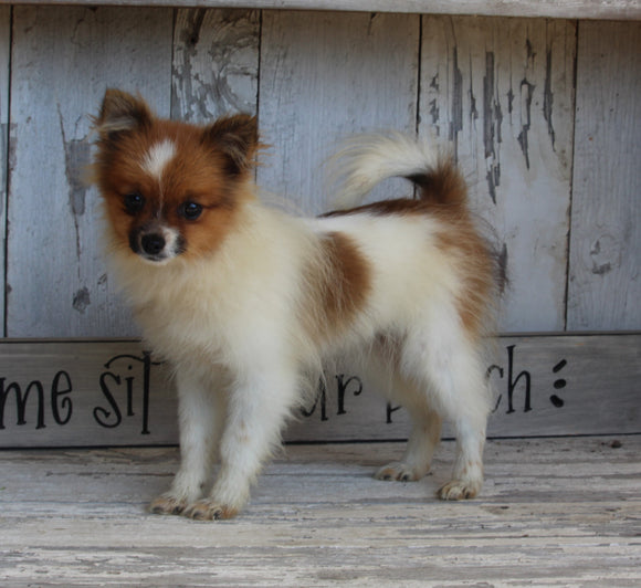 ACA Registered Pomeranian For Sale Millersburg OH -Male Brentley