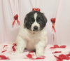 AKC Registered Newfoundland For Sale Millersburg OH Female-Kelly