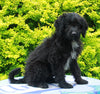 Mini Aussiedoodle For Sale Fresno OH Female-Melissa