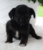Terrier Mix For Sale Baltic OH Female-Gracie