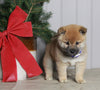 AKC Registered Shiba Inu For Sale Dundee OH Male-Toby