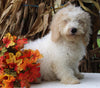 F1BB Mini Labradoodle For Sale Millersburg OH Male-Easton