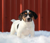 Jack Russell Terrier For Sale Fredericksburg, OH Female- Grace