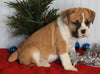 Boxer/Bulldog For Sale Fredericksburg OH Female-Kacie