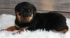 ACK Registered Rottweiler For Sale Applecreek OH -Male Miles