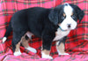 AKC Registered Bernese Mountain Dog For Sale Sugarcreek OH Male-Austin