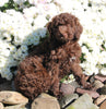 F1B Medium Labradoodle For Sale Millersburg OH Female-Fanny