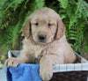AKC Registered Golden Retriever For Sale Shreve OH Male-Carl